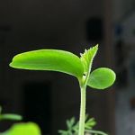 220px-Cucumber_leaf