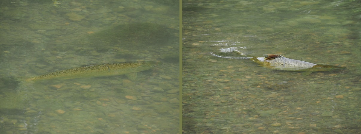 A Chinook salmon swimmin g in the shallow waters of Don River, at Don Trail East, September 30, 2021. Photo: Malik Merchant/Simerg