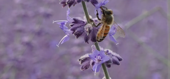 Honey bees pollinating on Russian Sage flowers, Aga Khan Park, Toronto. July 25, 2021. Photo: © Nurin Merchant/Simergphotos.