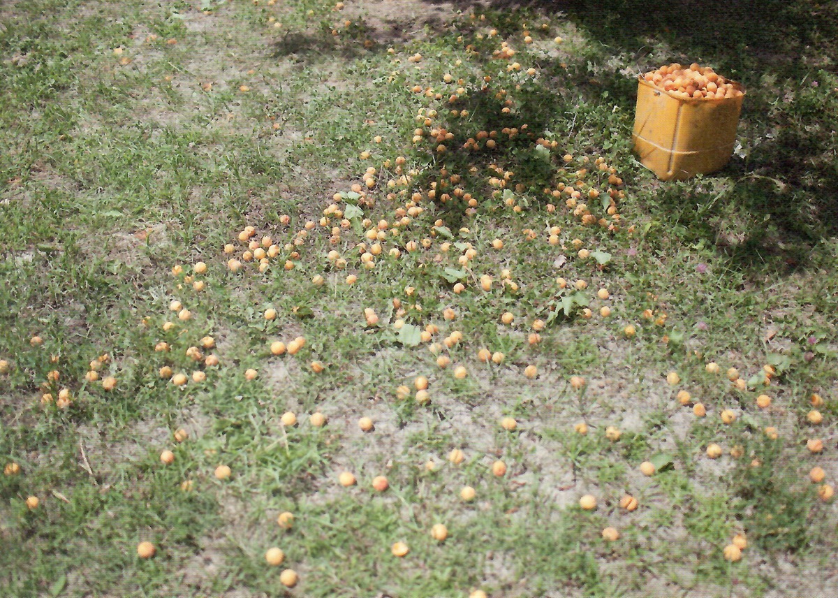 July in the valey of Vanch in the Pamirs. Entire orchards, rooftops and large rocks are covered with apricots drying in the sun.